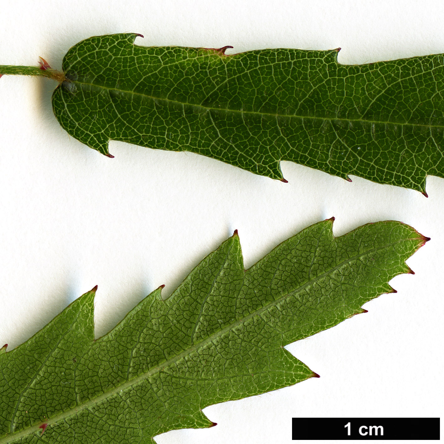 High resolution image: Family: Rosaceae - Genus: Rubus - Taxon: schmidelioides - SpeciesSub: var. pauperatus